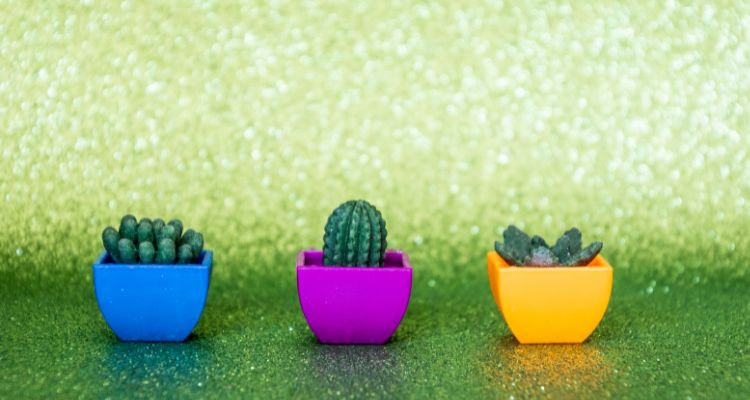 Cactus Plants