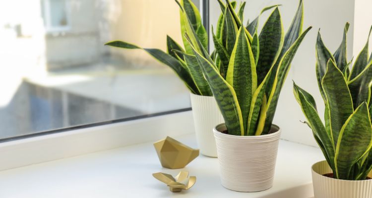 Sansevieria aka snake plant