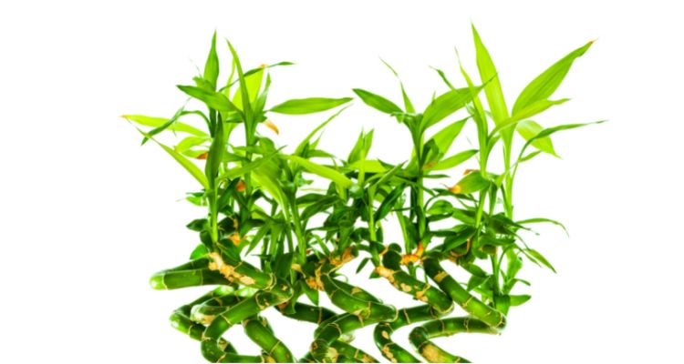 Lucky Bamboo Plant