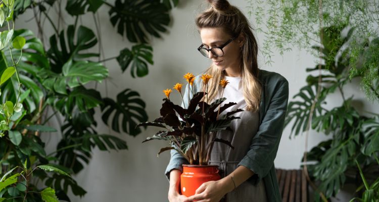 Indoor plants
