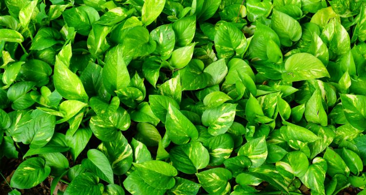 Golden pothos or Money Plant