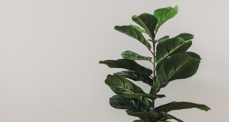 Fiddle Leaf Fig Tree