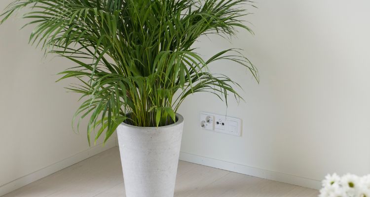 Areca Palms