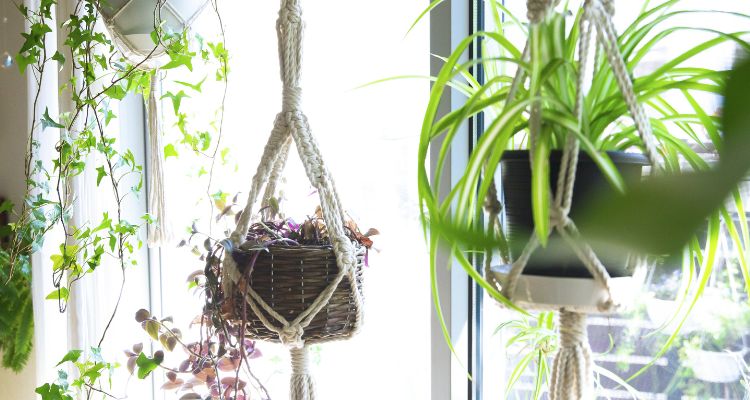 Hanging plants indoor